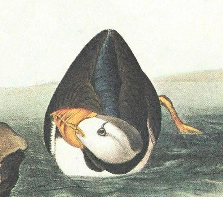 Closer View of Female<br>(Origin of the Specimen: Audubon Painting)