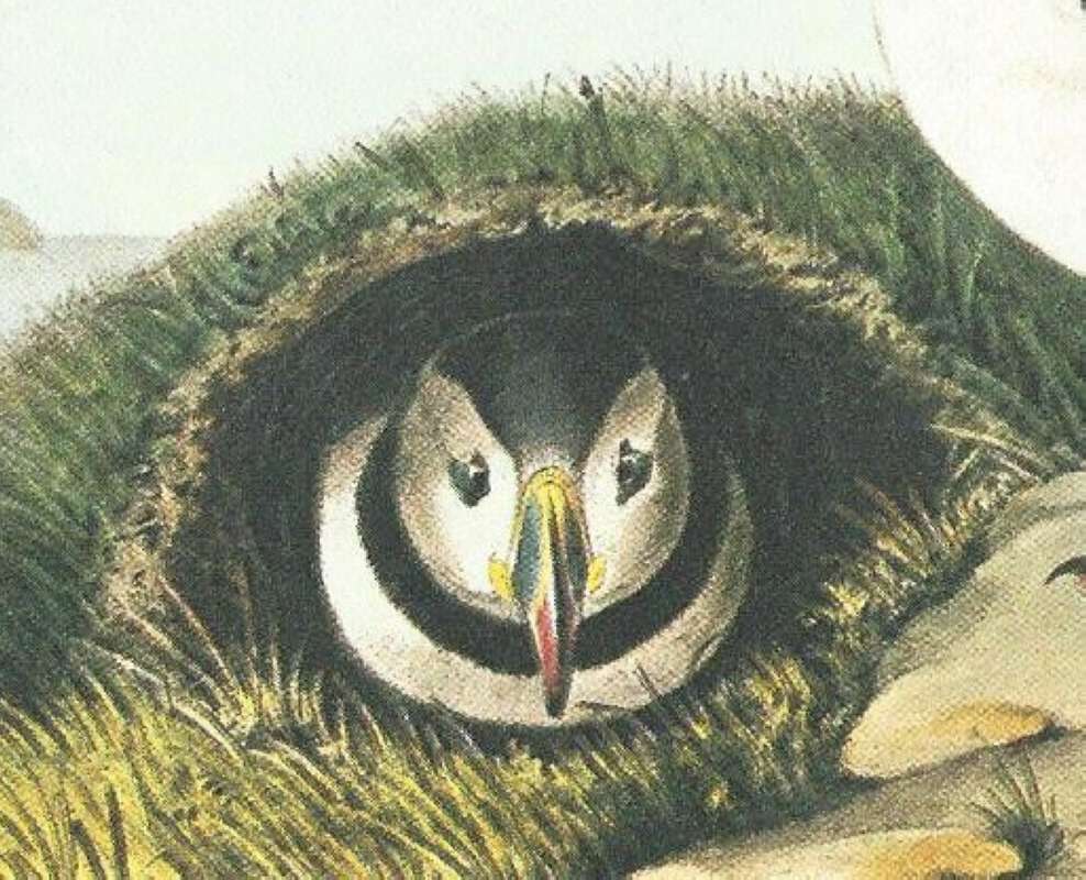 Closer View of Female<br>(Origin of the Specimen: Audubon Painting)
