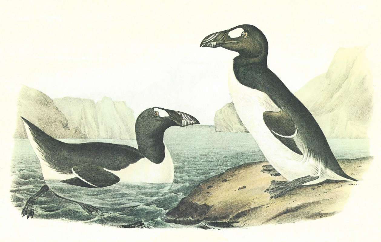 Two Males<br>(Origin of the Specimen: Audubon Painting)