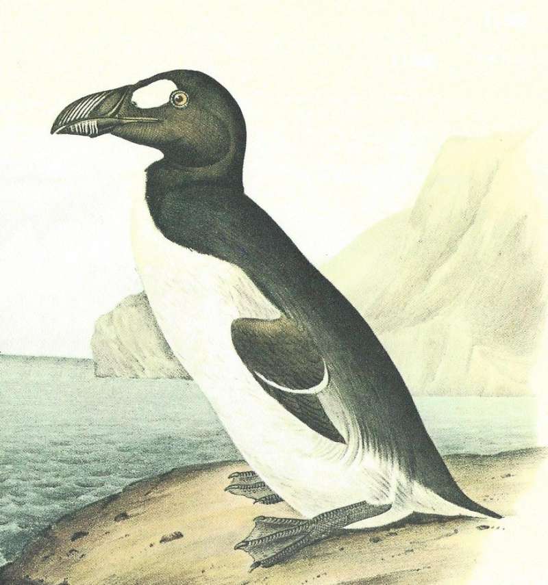 Standing Male<br>(Origin of the Specimen: Audubon Painting)