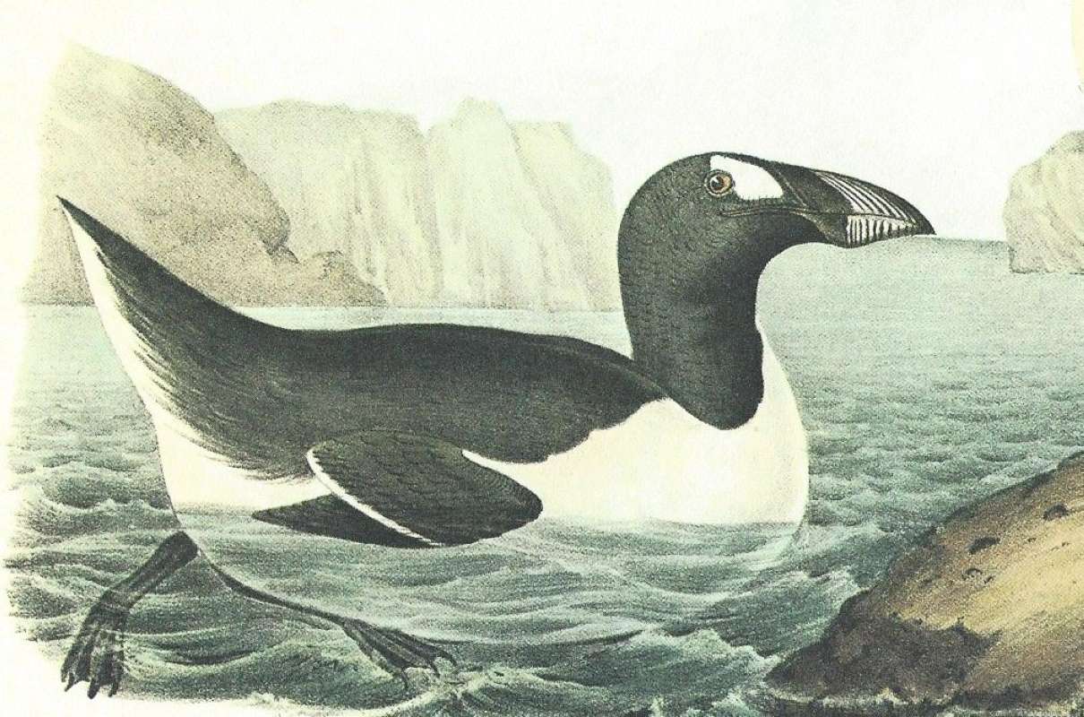 Swimming Male<br>(Origin of the Specimen: Audubon Painting)