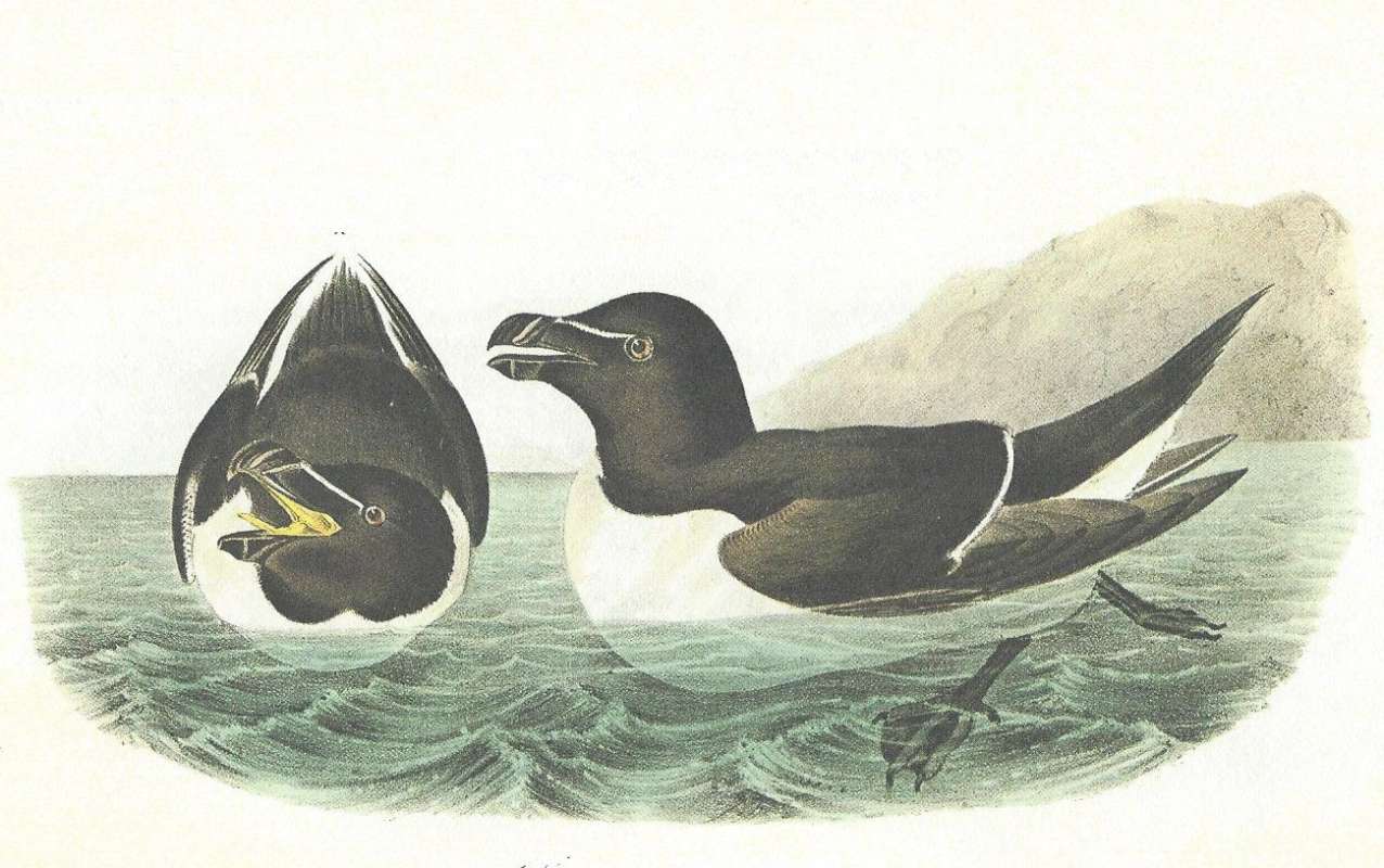 Male on right - Side View, Female on Left<br>(Origin of the Specimen: Audubon Painting)