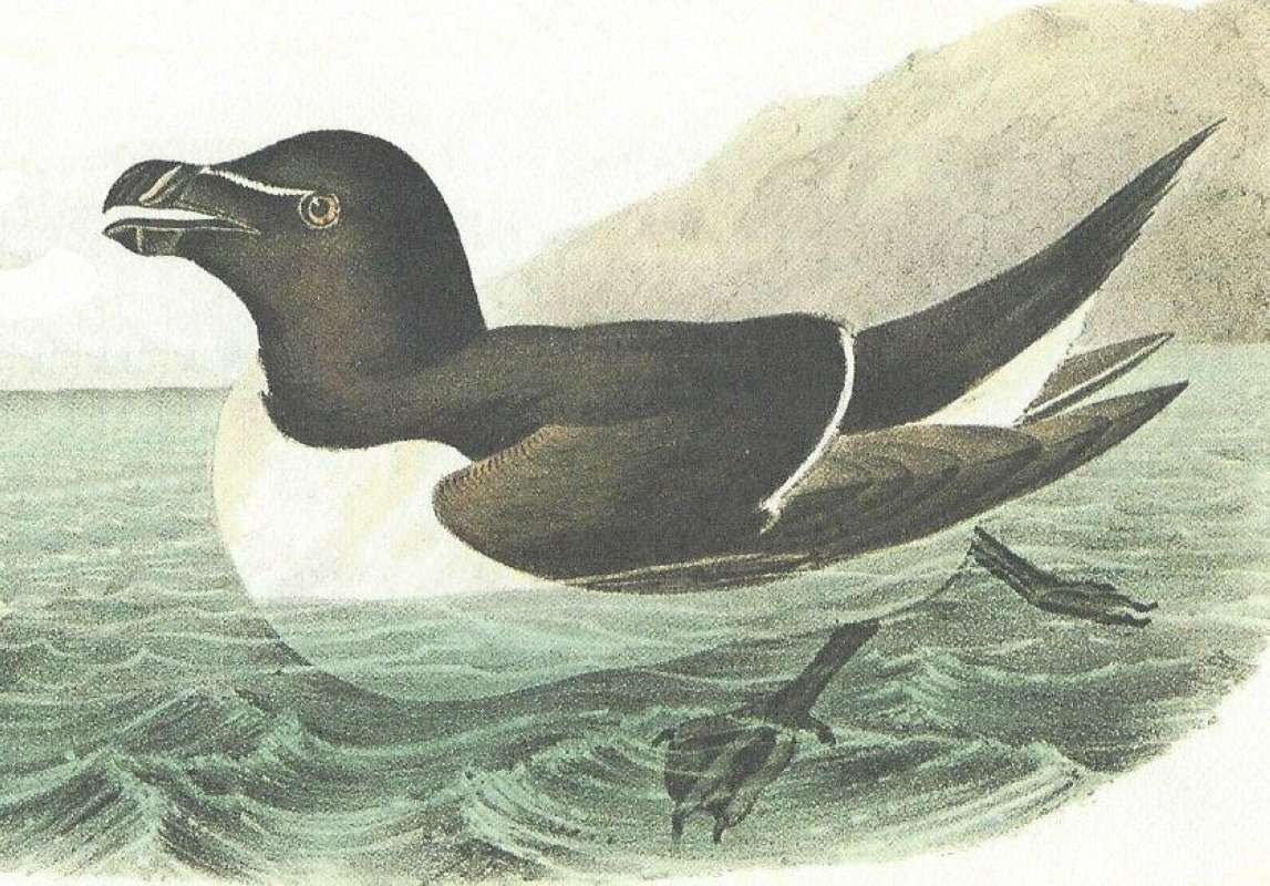Closer Viw of Male<br>(Origin of the Specimen: Audubon Painting)