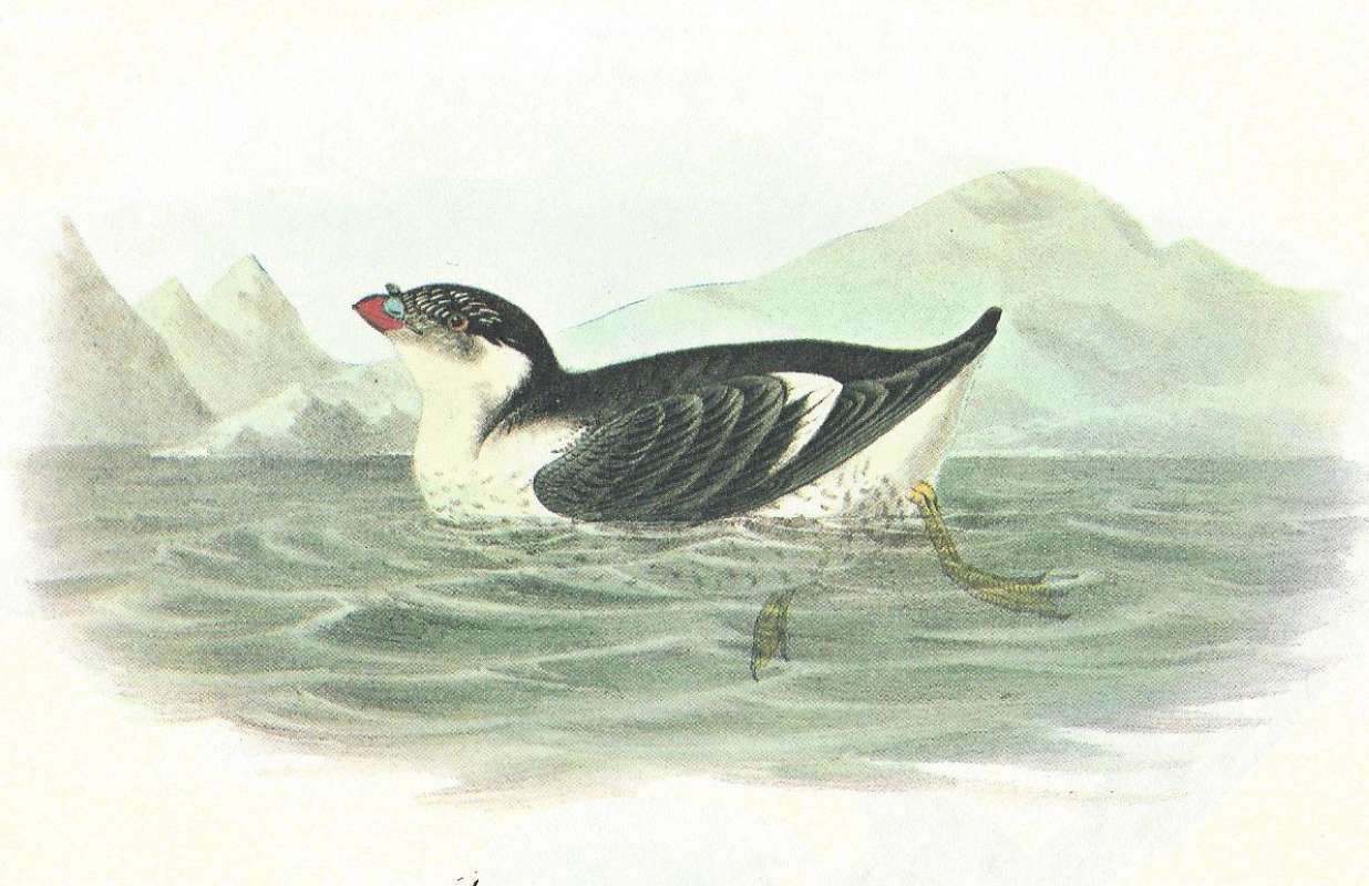 Single Male on Water<br>(Origin of the Specimen: Audubon Painting)