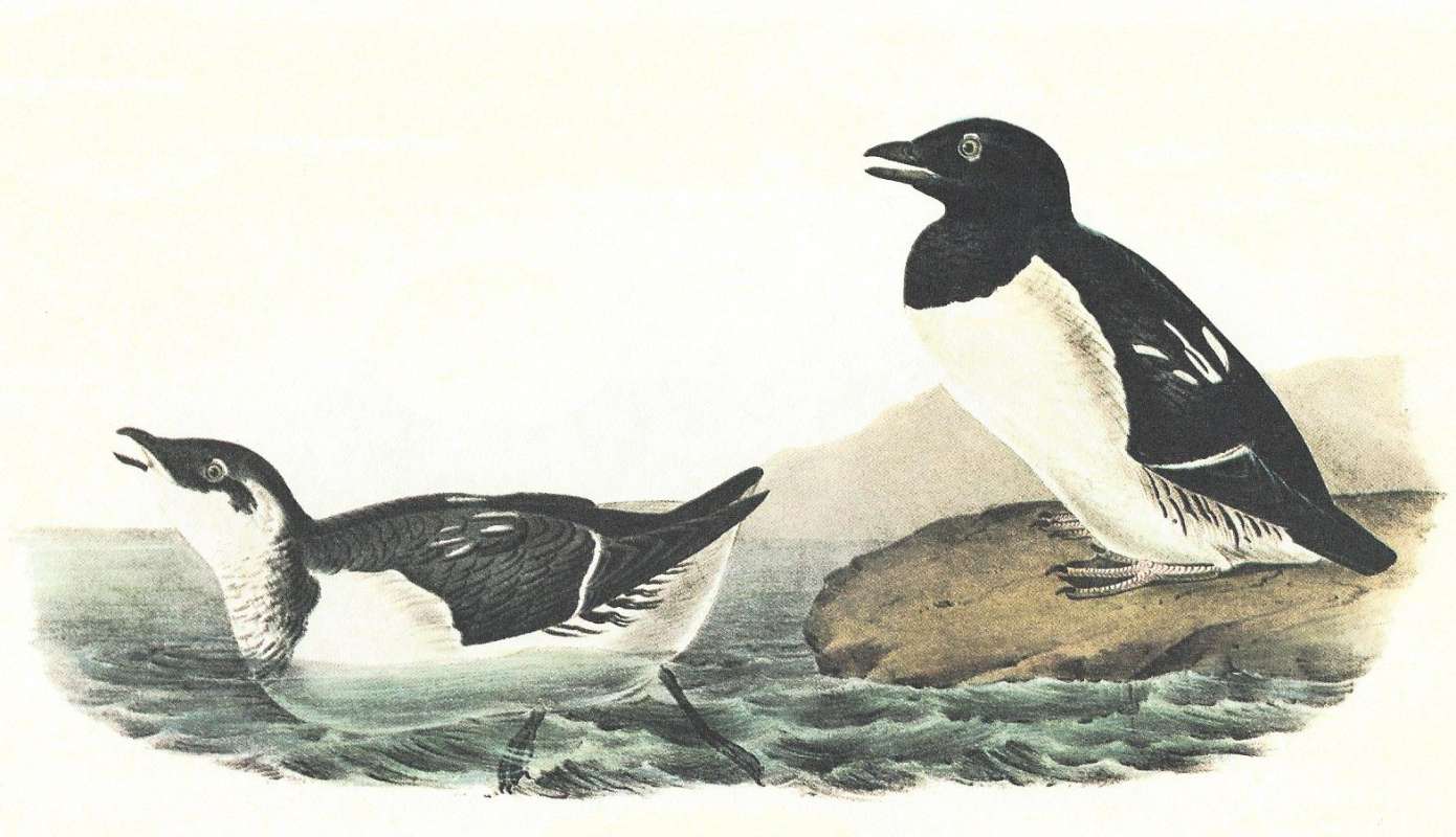 Male on Shore at Right,  Female in Water<br>(Origin of the Specimen: Audubon Painting)