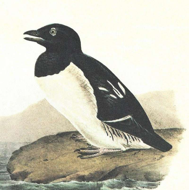 Closer View of Male<br>(Origin of the Specimen: Audubon Painting)