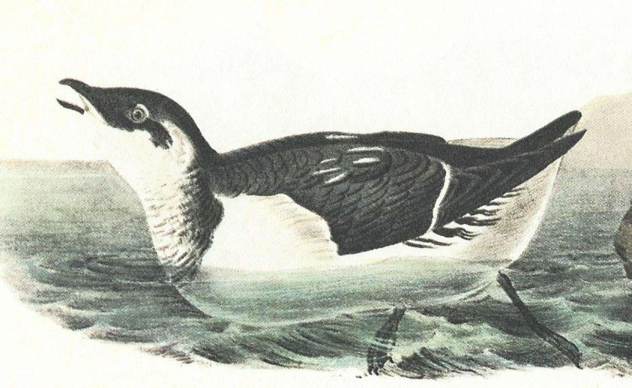 Closer View of Female<br>(Origin of the Specimen: Audubon Painting)