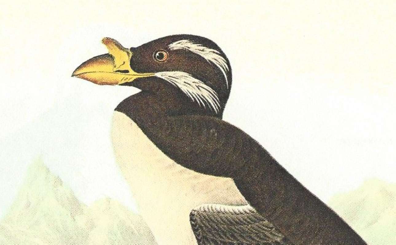 Closer View of Head of Male<br>(Origin of the Specimen: Audubon Painting)