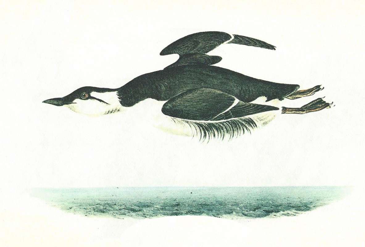 Male in Flight<br>(Origin of the Specimen: Audubon Painting)