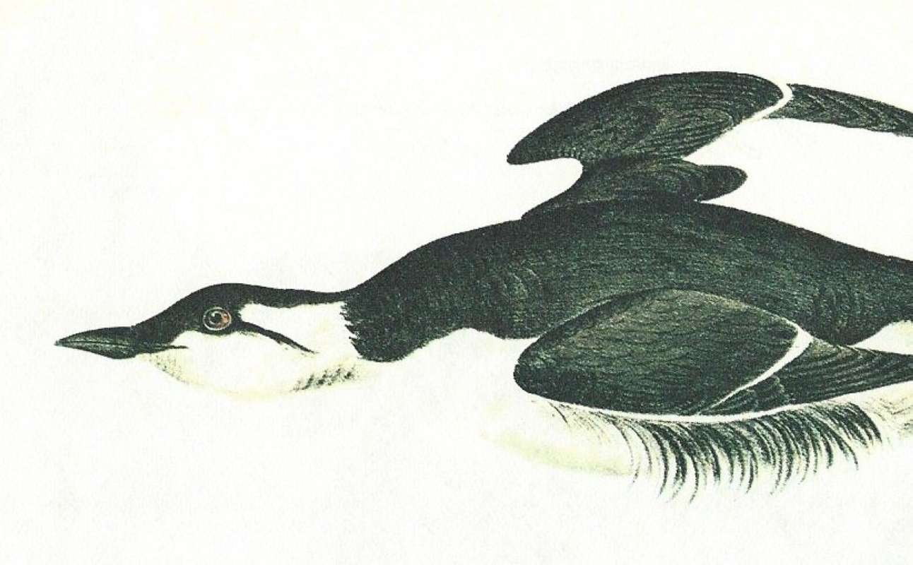Closer View of Male in Flgiht<br>(Origin of the Specimen: Audubon Painting)