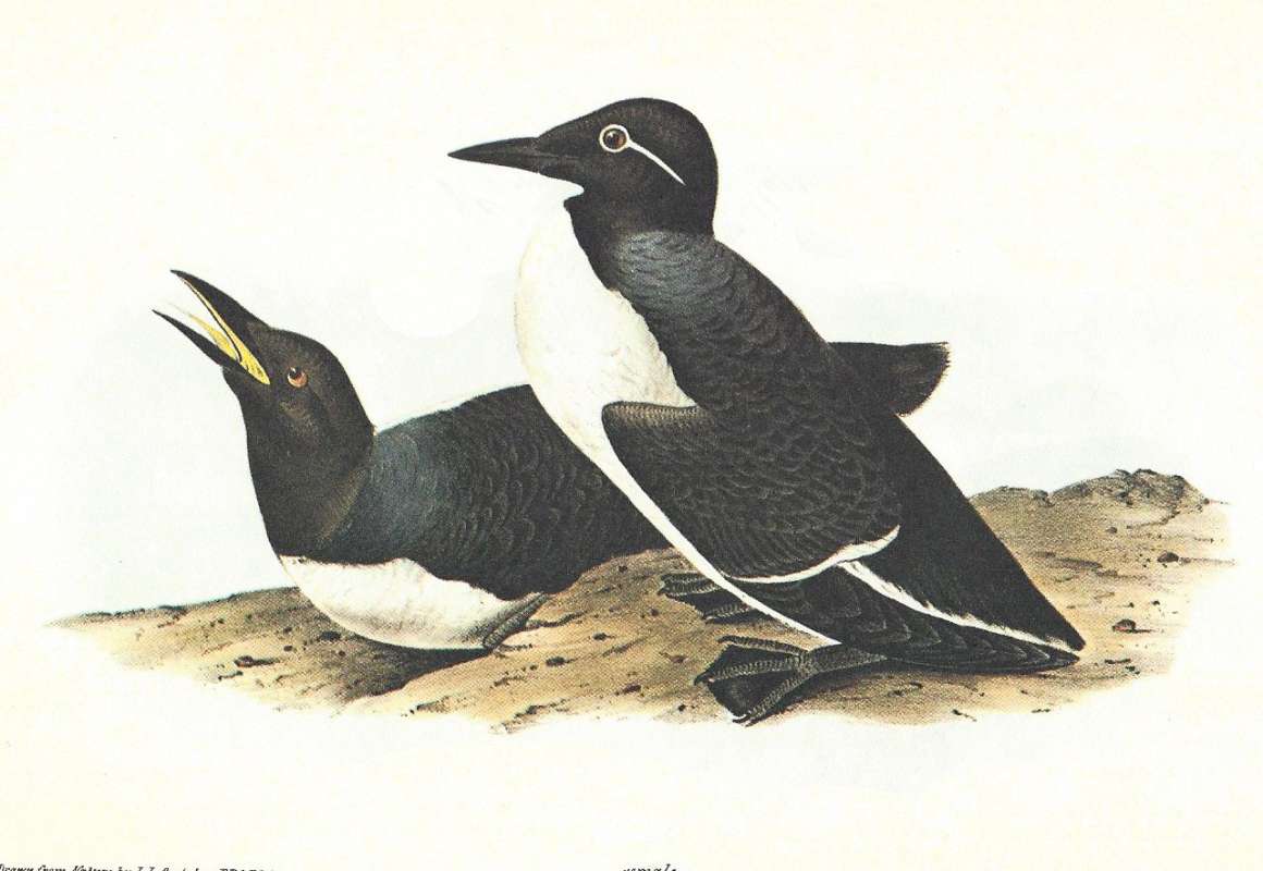 Two Adults - Male on Right, Female on Left<br>(Origin of the Specimen: Audubon Painting)