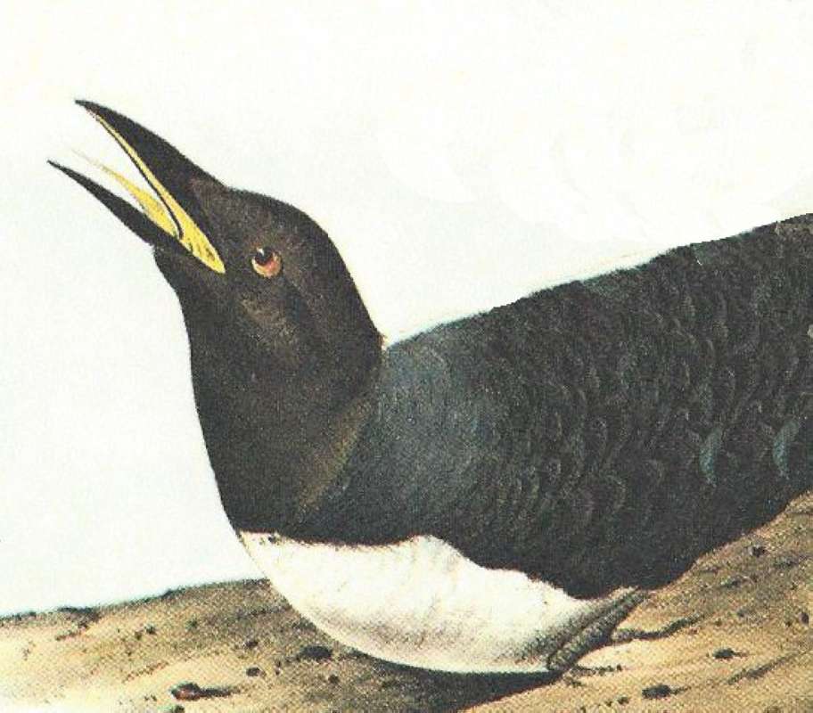 Closer View of Female<br>(Origin of the Specimen: Audubon Painting)