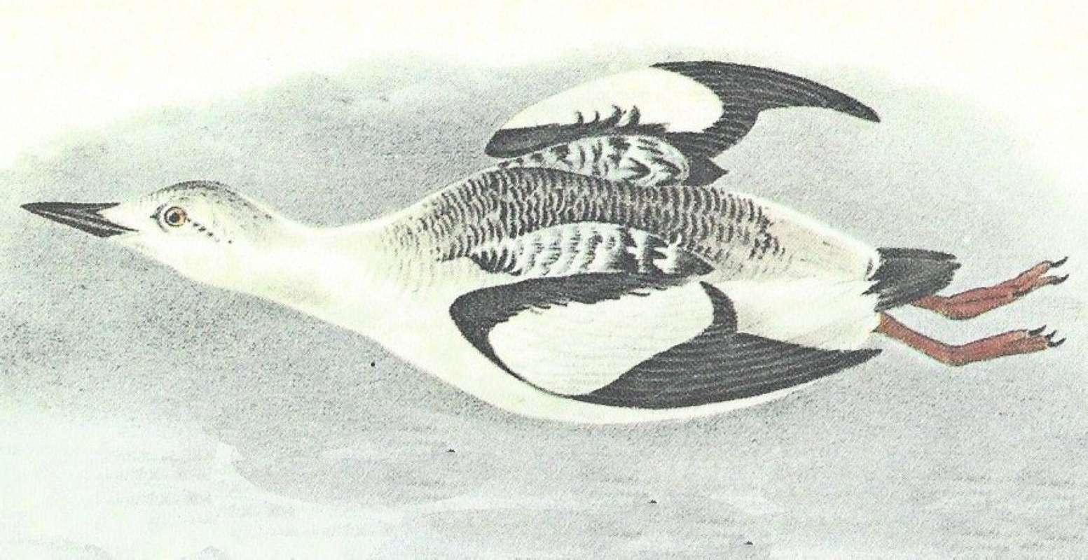 Closer View of Winter Flying Male<br>(Origin of the Specimen: Audubon Painting)