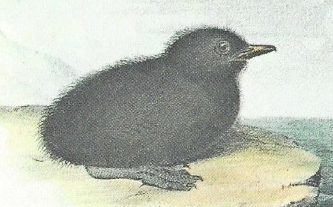 Closer view of Young on Rock<br>(Origin of the Specimen: Audubon Painting)