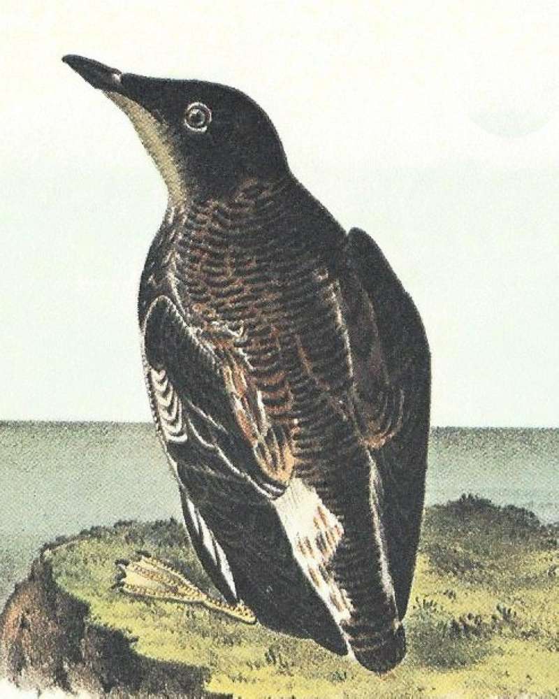 Closer View of Summer Female<br>(Origin of the Specimen: Audubon Painting)