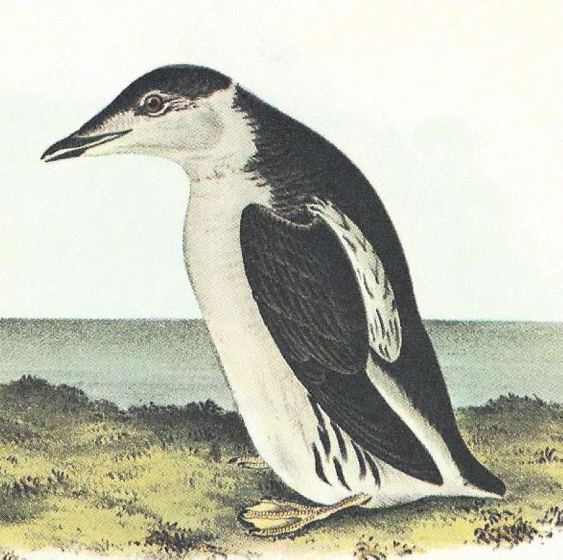 Closer View of Winter Male<br>(Origin of the Specimen: Audubon Painting)