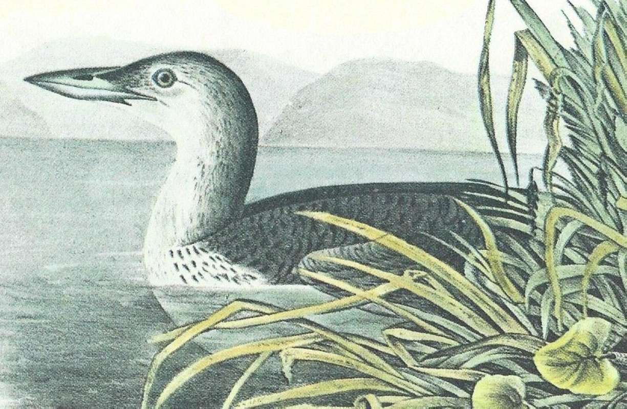 Closer View of Young - First Winter<br>(Origin of the Specimen: Painting - Audubon)