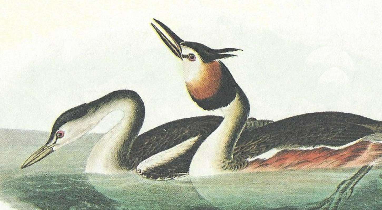 Clsoer View of Pair - Front Parts<br>(Origin of the Specimen: Audubon Painting)