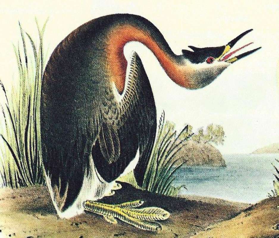 Closer View of Spring Plumage Male<br>(Origin of the Specimen: Audubon Painting)