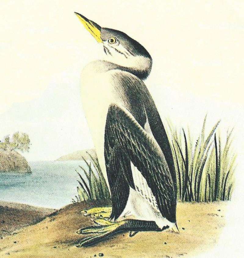 Closer View of winter Plumage Young<br>(Origin of the Specimen: Audubon Painting)