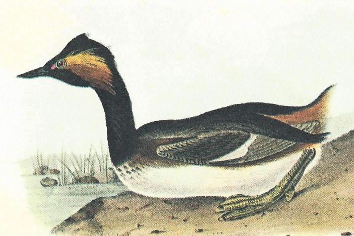Closer View of Male<br>(Origin of the Specimen: Audubon Painting)