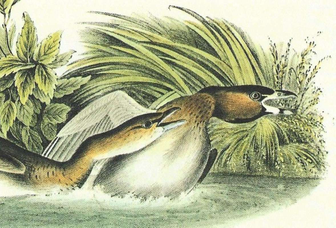 Closer View of Pair<br>(Origin of the Specimen: Audubon Painting)