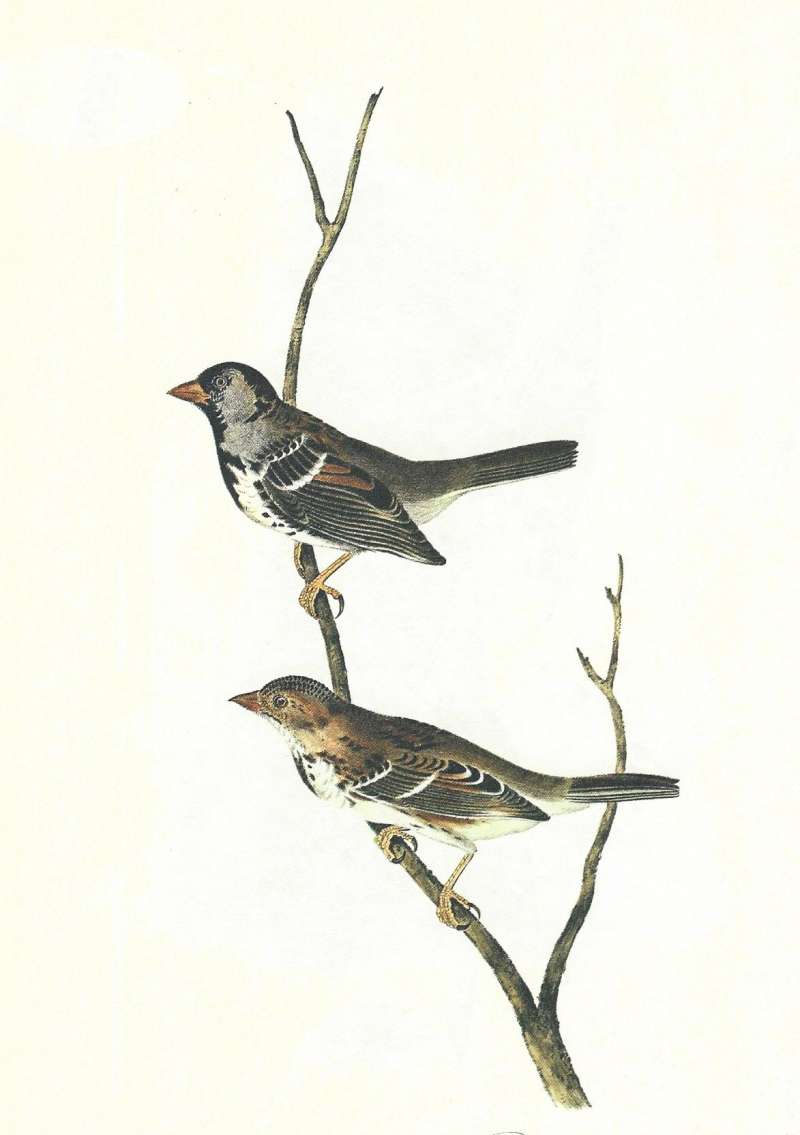 Pair on Dead Branch - Male Above<br>(Origin of the Specimen: Audubon Painting)