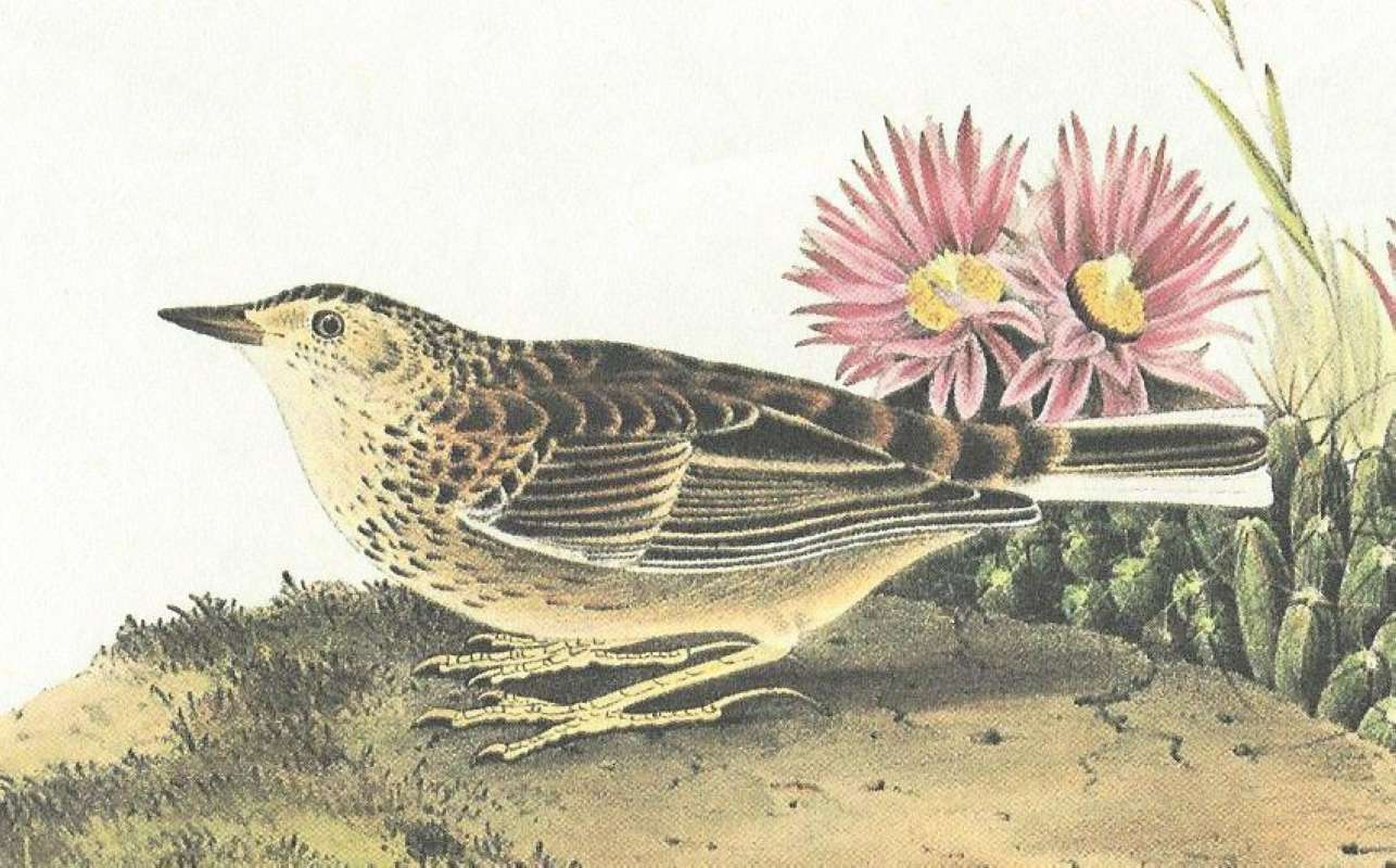 Closer View of Male<br>(Origin of the Specimen: Audubon Painting)