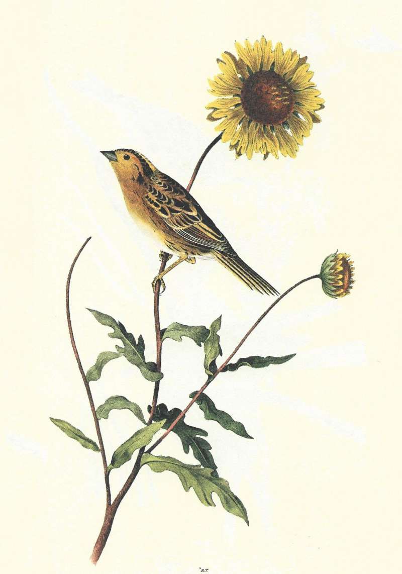 On Sunflower - Side View<br>(Origin of the Specimen: Audubon Painting)