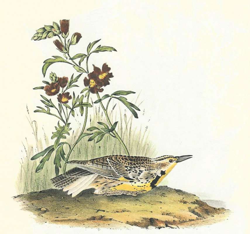 Side View - Resting on Ground - Male<br>(Origin of the Specimen: Audubon Painting)