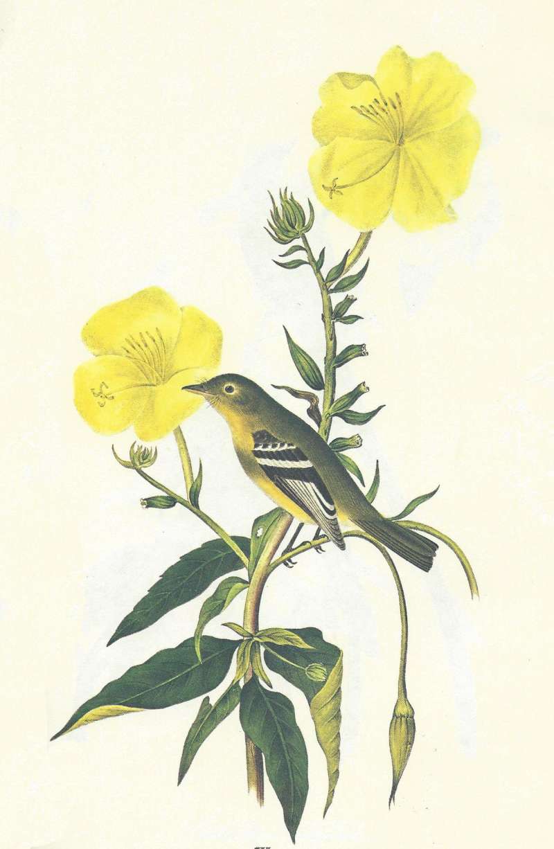 Side View Perched<br>(Origin of the Specimen: Audubon Painting)