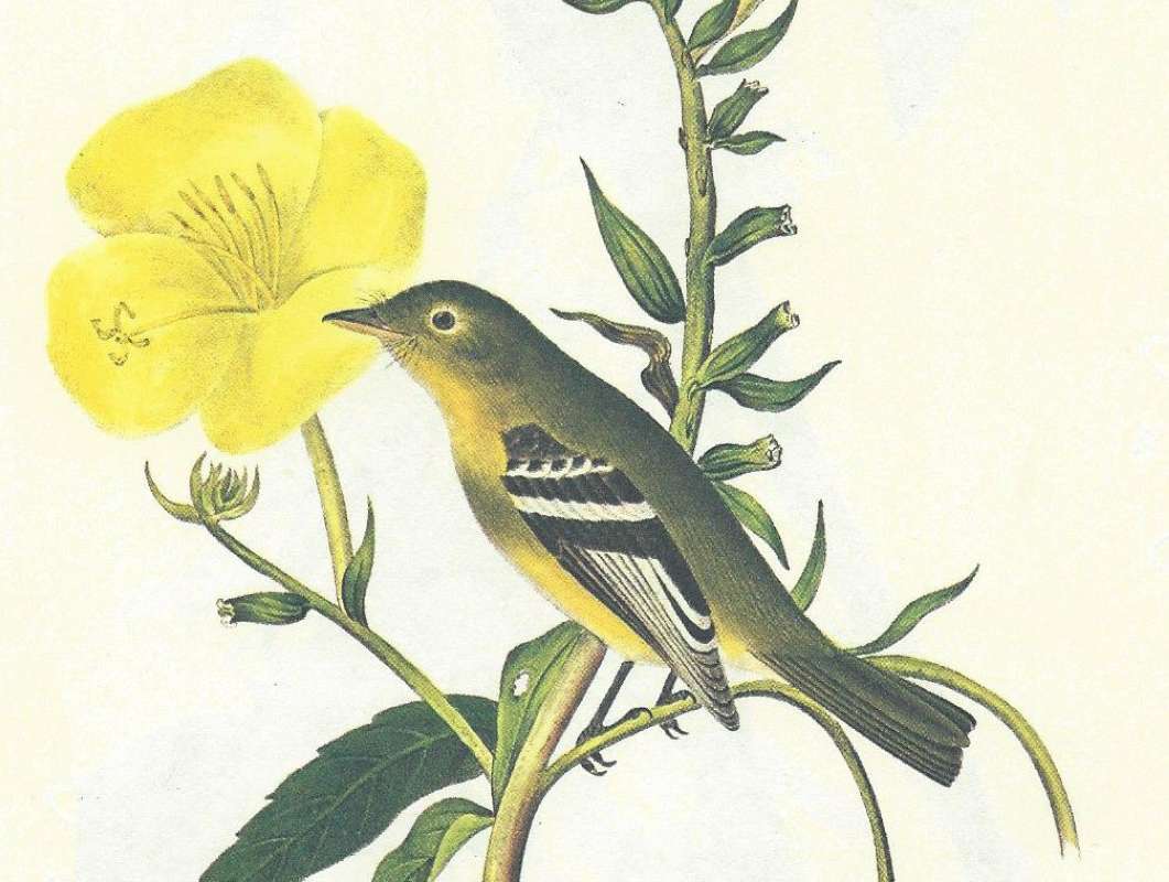 Close View - Perched<br>(Origin of the Specimen: Audubon Painting)