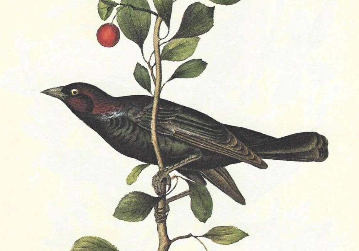 Male - Closer View<br>(Origin of the Specimen: Audubon Painting)