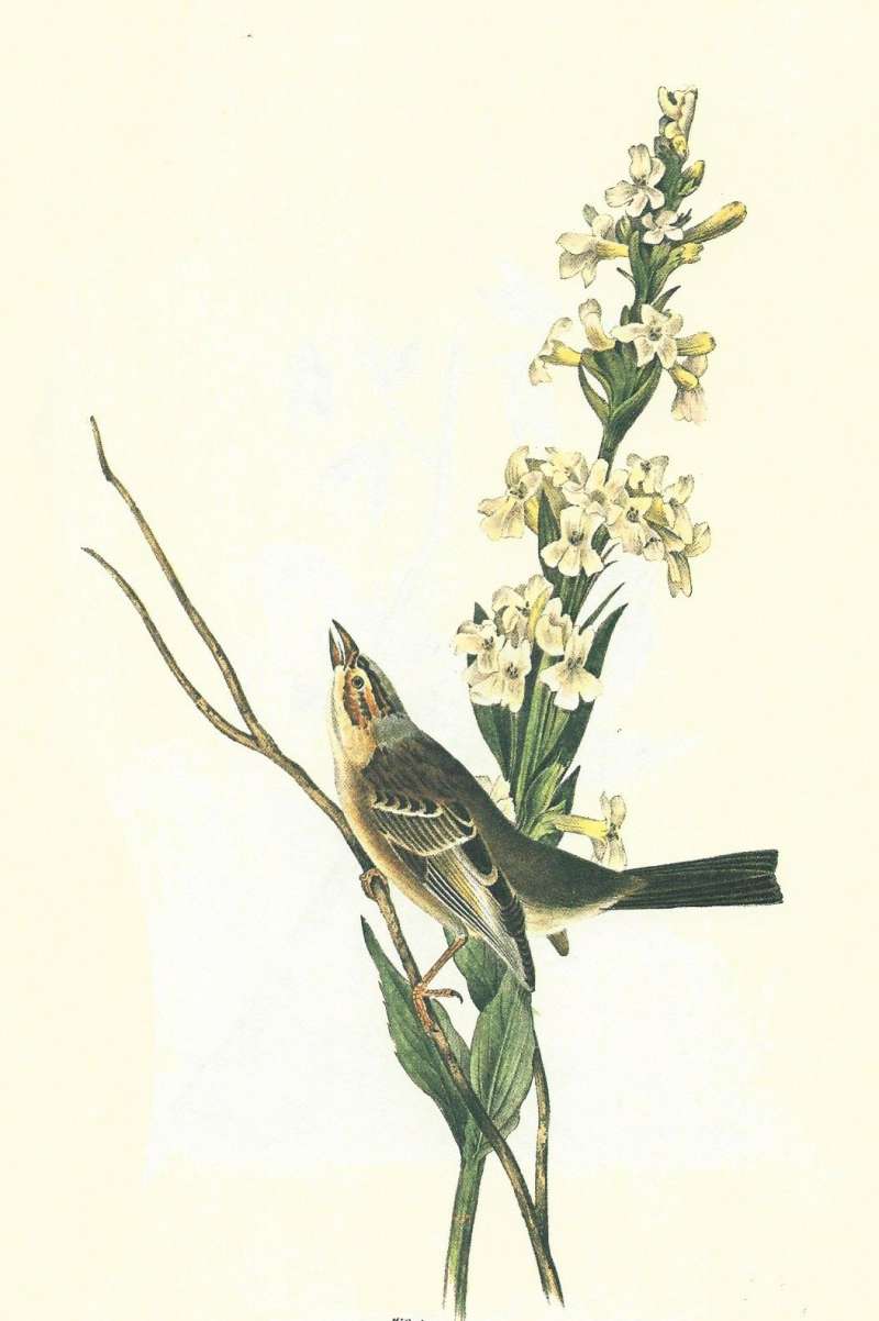 Male - Side View<br>(Origin of the Specimen: Audubon Painting)