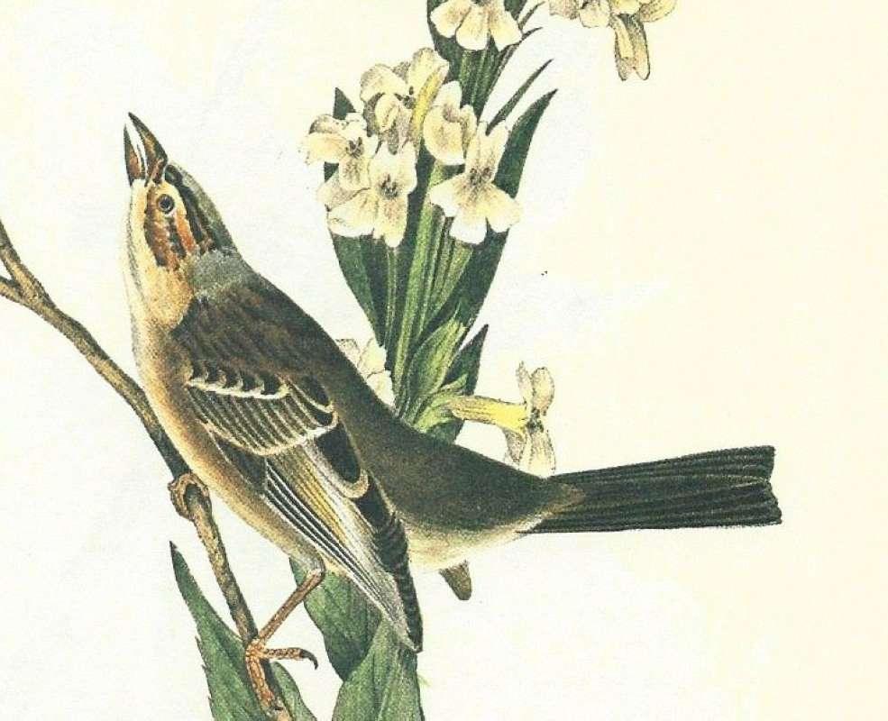 Male - Closer View<br>(Origin of the Specimen: Audubon Painting)