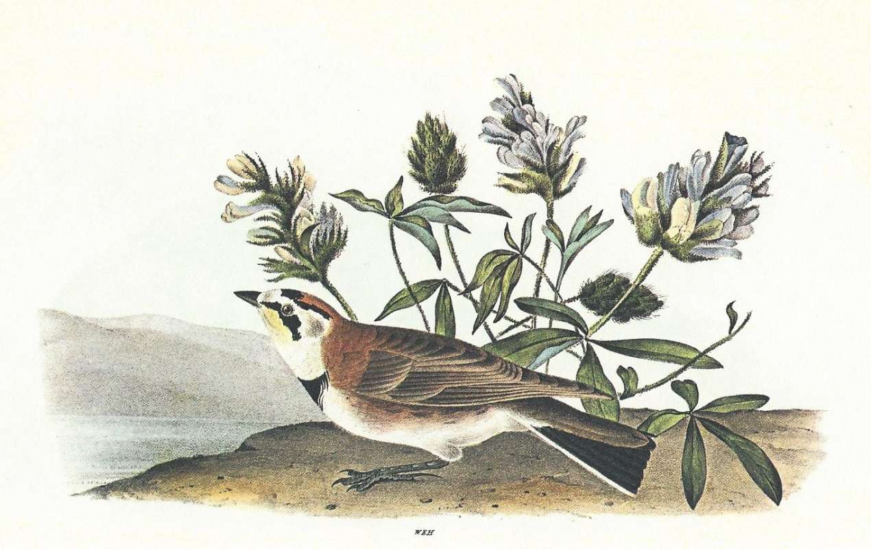 Unusual Horned Lake with Red Cap - Question<br>(Origin of the Specimen: Audubon Painting)