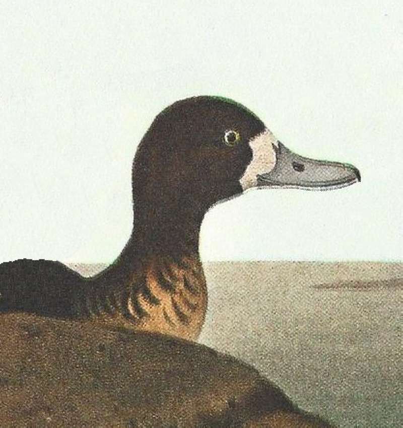 Closer View of Female Head and Neck<br>(Origin of the Specimen: Audubon Painting)