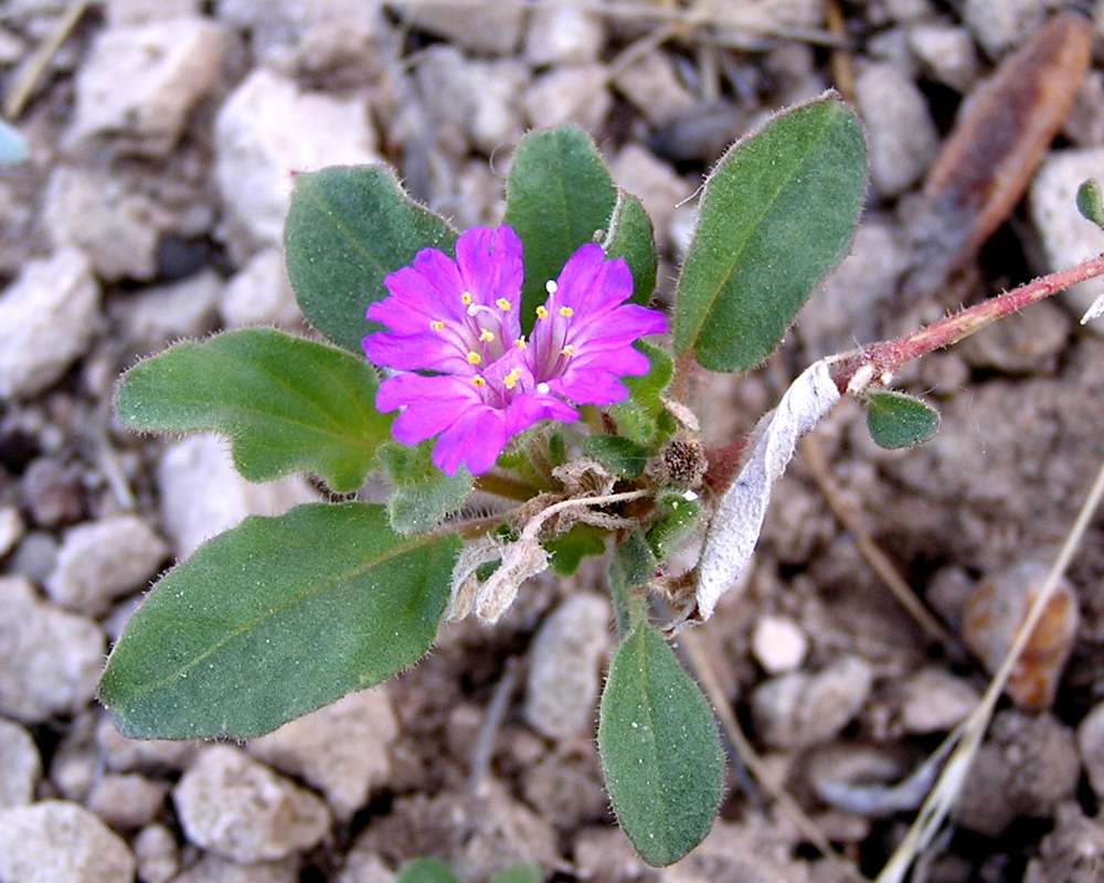 Top Of Plant<br>(Location of Picture: Big Bend, Texas, USA)