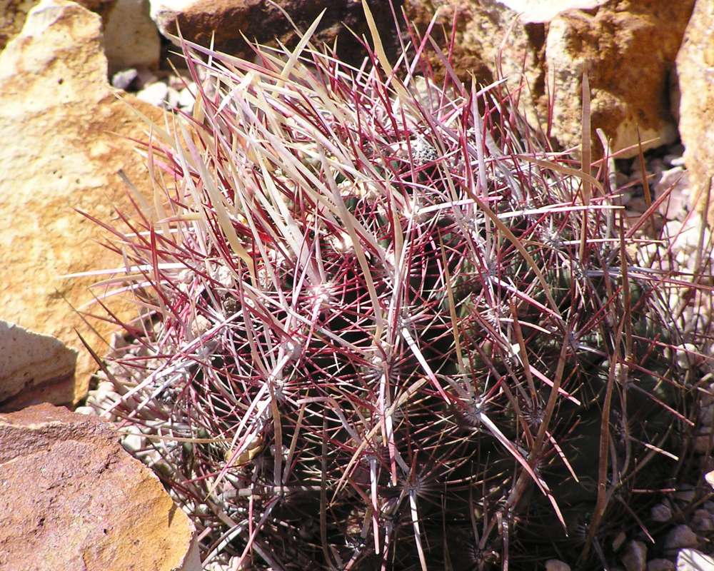 Close View<br>(Location of Picture: Big Bend, Texas, USA)