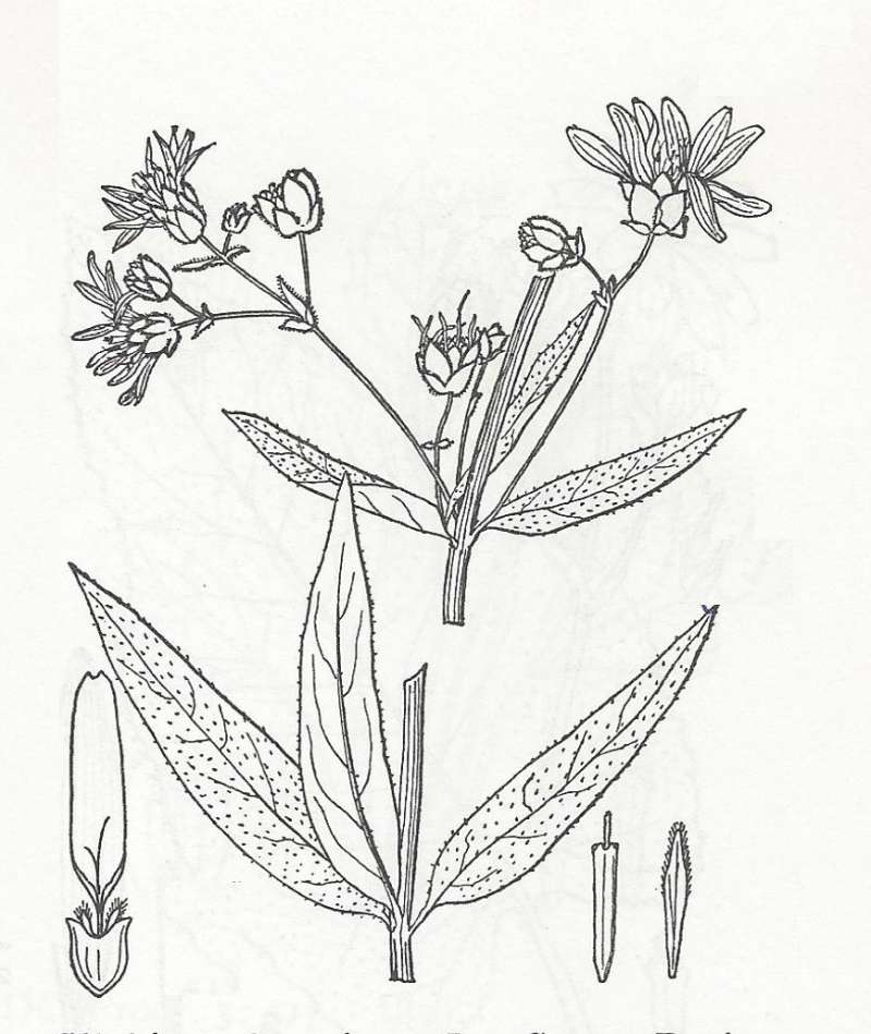 Line Drawing<br>(Origin of the Specimen: Britton and Brown)
