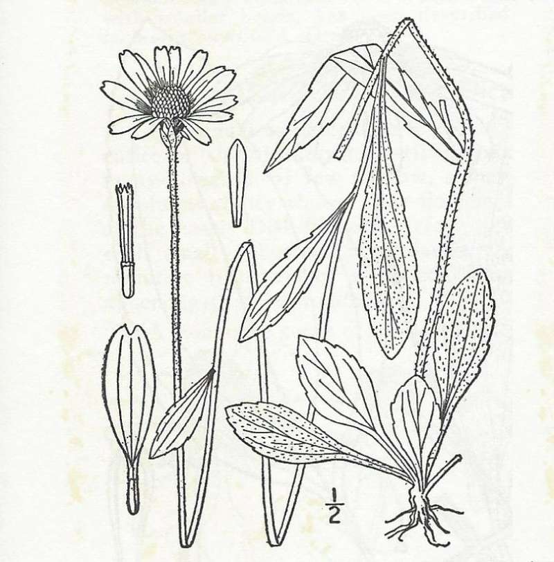 Line Drawing<br>(Origin of the Specimen: Britton and Brown)