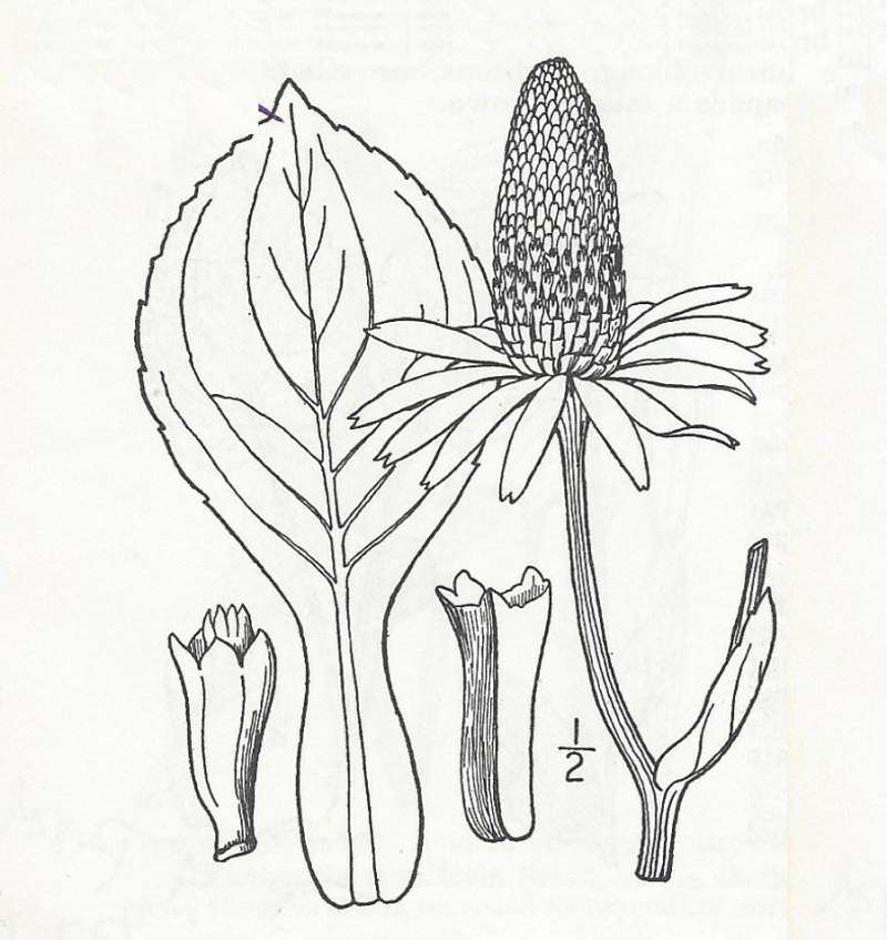 Line Drawing<br>(Origin of the Specimen: Britton and Brown)