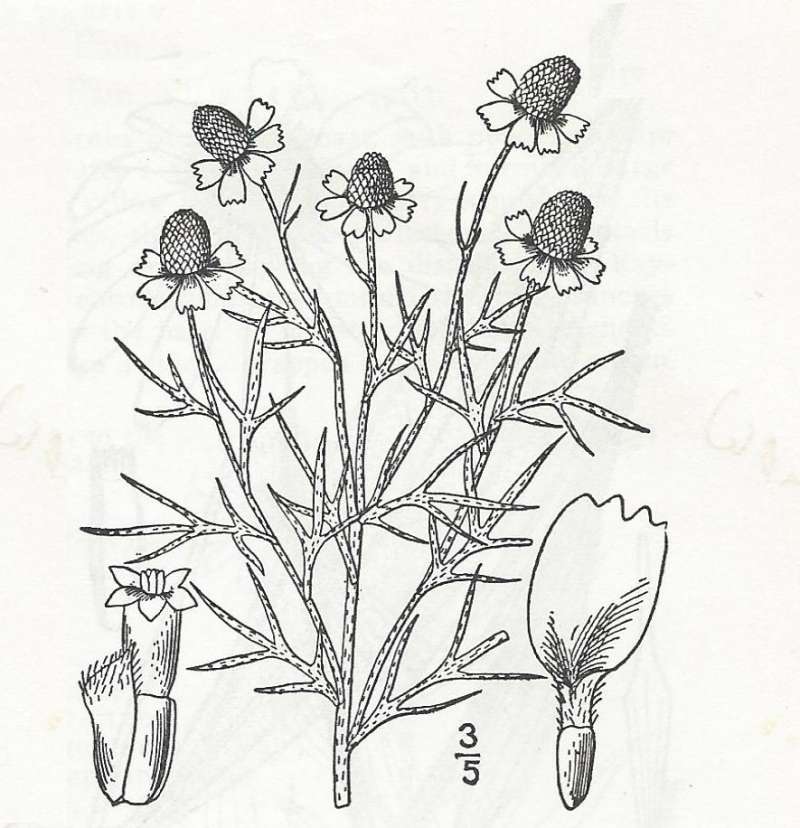 Line Drawing<br>(Origin of the Specimen: Britton and Brown)