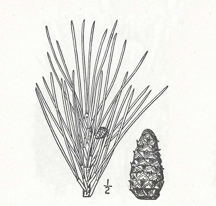 Cone with Needles<br>(Origin of the Specimen: Britton and Brown)