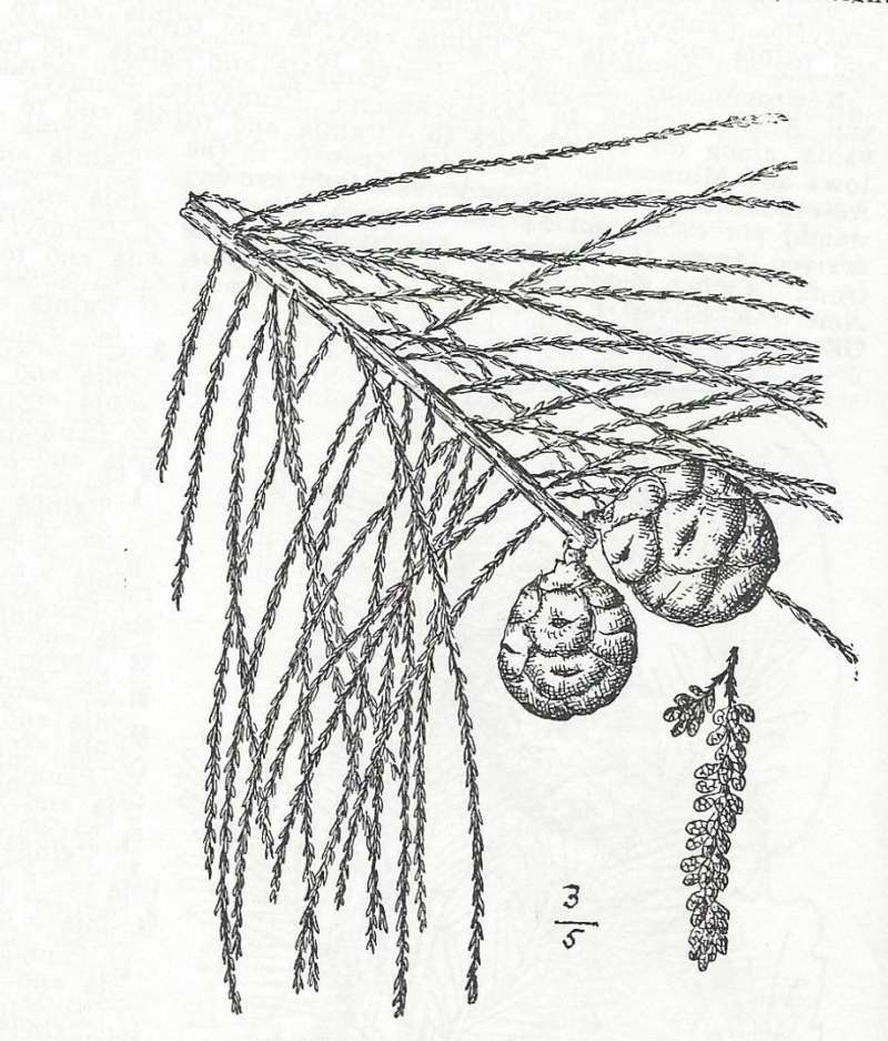 Needles and Cones<br>(Origin of the Specimen: Britton and Brown)