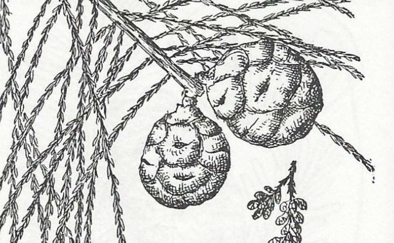 Cone - Closer View<br>(Origin of the Specimen: Britton and Brown)
