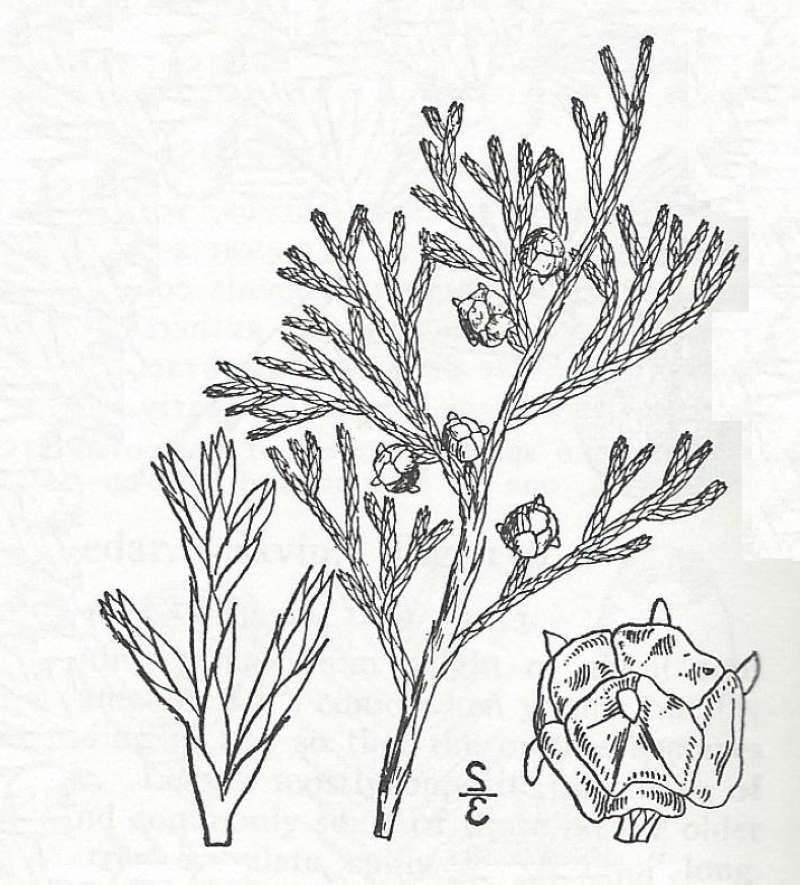 Fruit<br>(Origin of the Specimen: Britton and Brown)