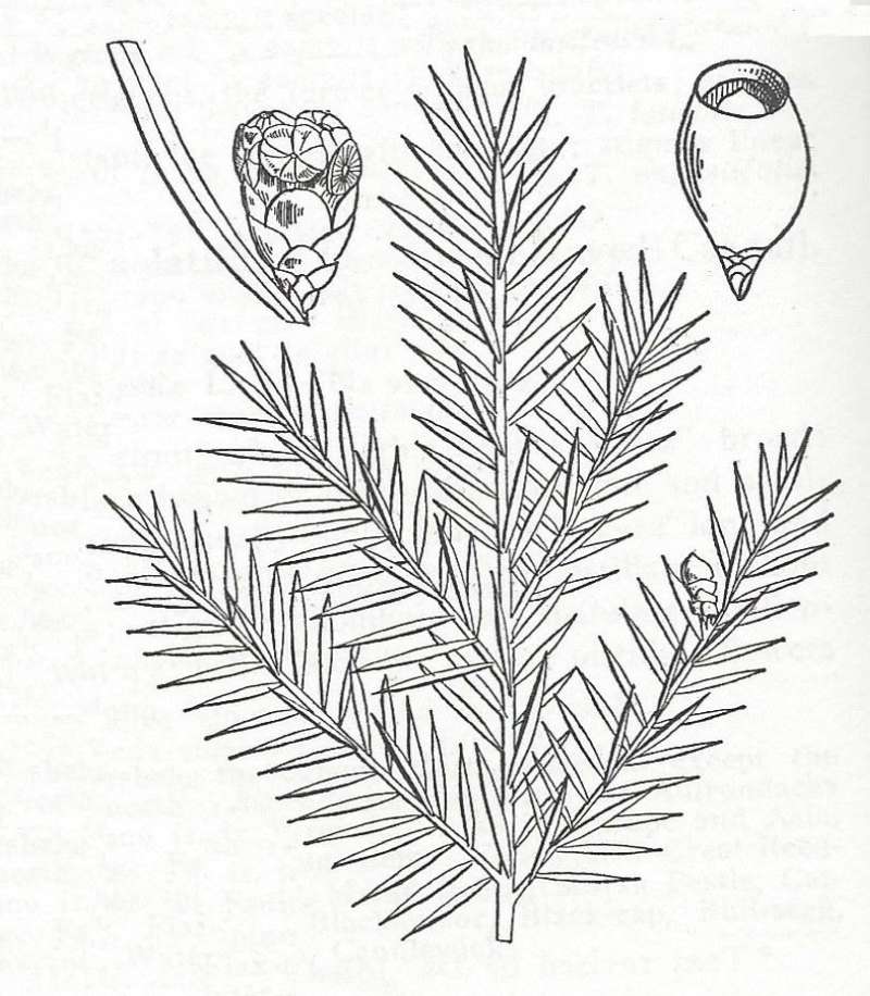 Needles, Fruit, and Twig<br>(Origin of the Specimen: Britton and Brown)