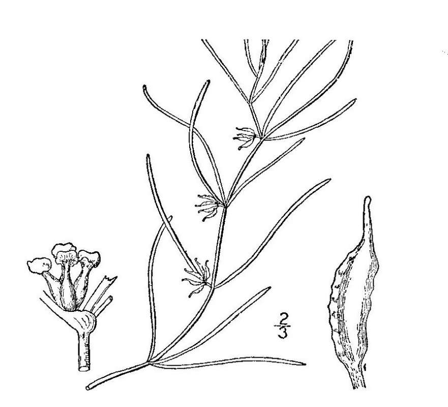 Line Drawing<br>(Origin of the Specimen: Britton and Brown)
