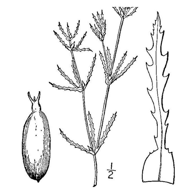Line Drawing<br>(Origin of the Specimen: Britton and Brown)